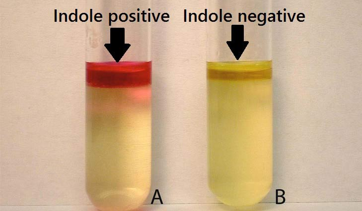 تست ایندول (Indole)