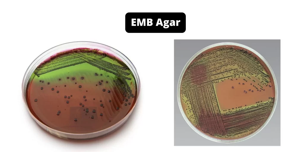 EMB آگار