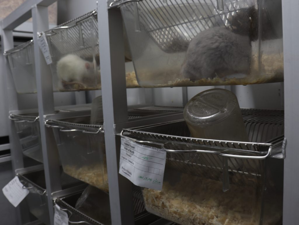 آزمایشگاه حیوانات