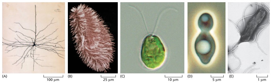 میکروارگانیسم ها