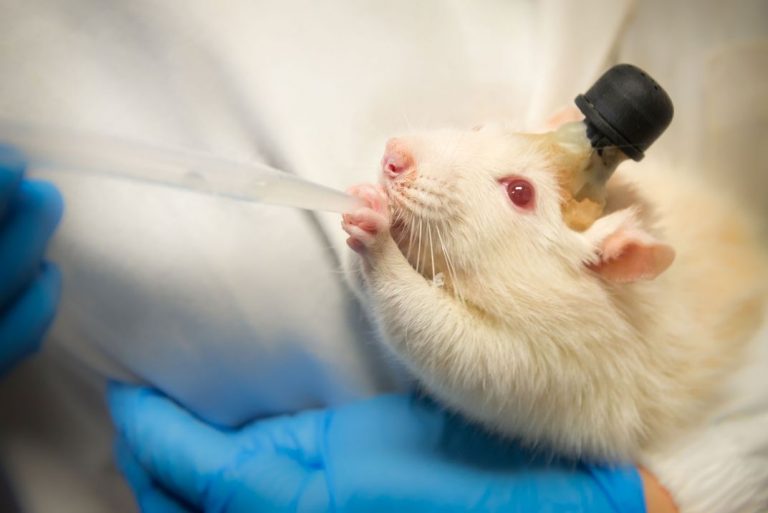 feeding_a_laboratory_rat