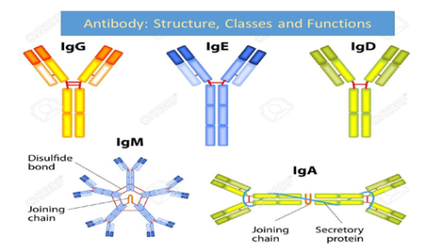 انواع آنتی بادی