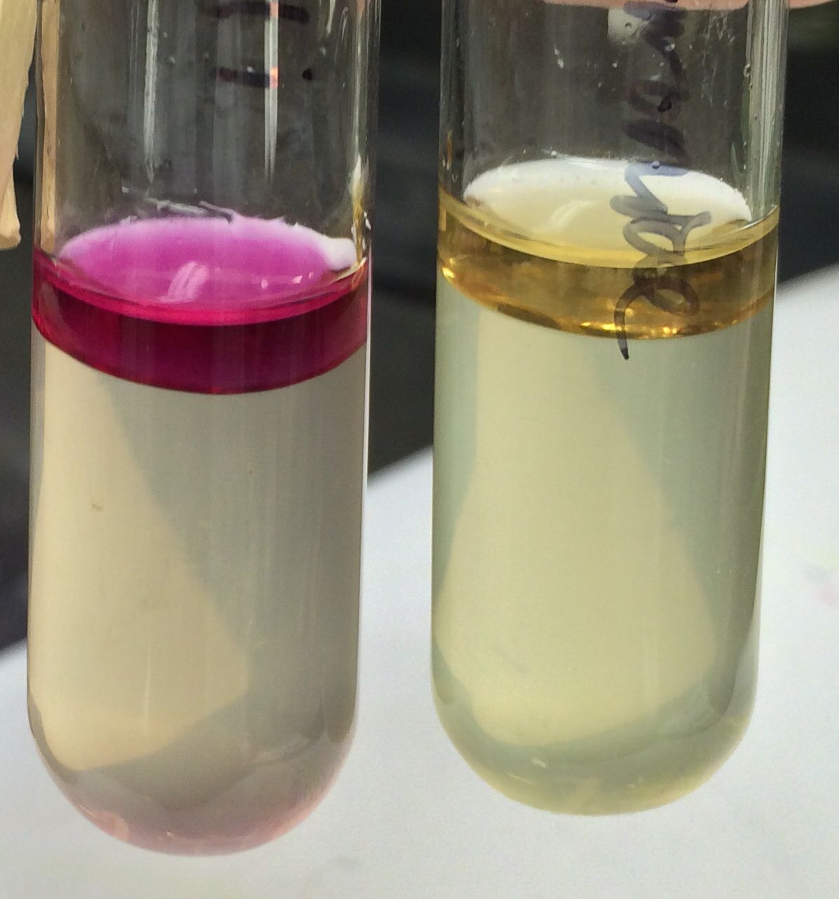 تست ایندول (indole)