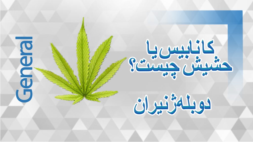 کانابیس