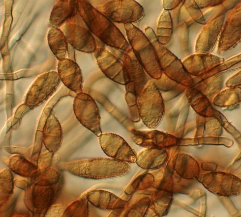 آلترناریا آلترناتا Alternaria alternata 