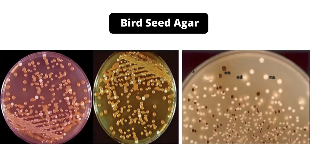 آگار bird seed