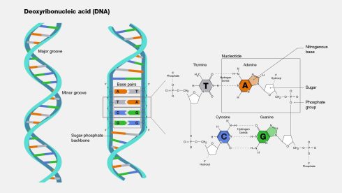 کارآموزی مهندسی ژنتیک و کلونینگ: dna