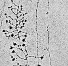 کارآموزی مهندسی ژنتیک و کلونینگ: رونویسی زیر میکروسکوپ