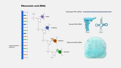 مهارت آموزی مهندسی ژنتیک و کلونینگ: رونویسی