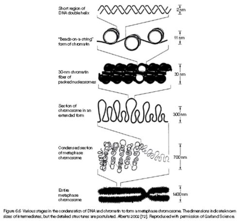 درسنامه کارآموزی سیتوژنتیک و کاریوتایپ