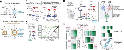 طراحی مدارهای بیولوژیکی