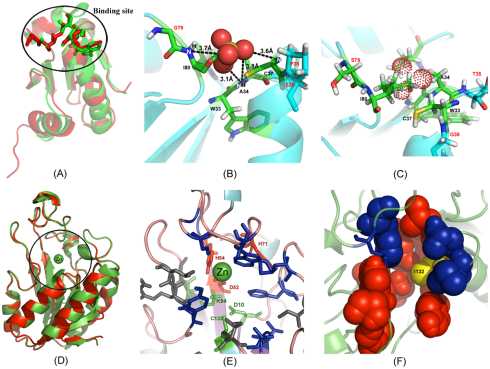 مبانی طراحی پروتئین