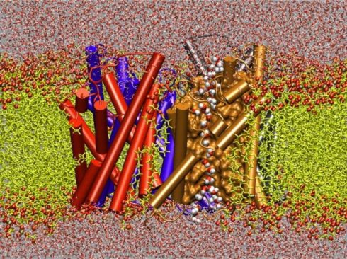 نرم افزار NAMD