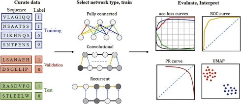پیش‌بینی فعالیت پپتید ضد سرطان