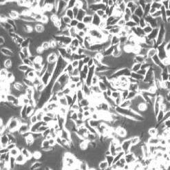 خرید رده سلولی B95-8