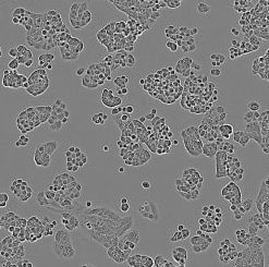 خرید رده سلولی A2780