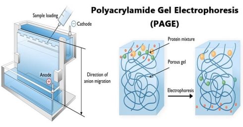 SDS-PAGE