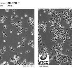 خرید رده سلولی AGS