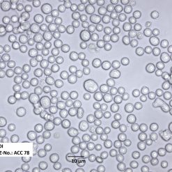 Alternative view of رده سلولی Daudi