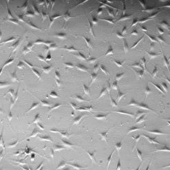 فروش رده سلولی hdf-1