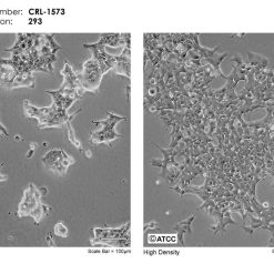 فروش رده سلولی hek-293