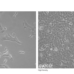 خرید رده سلولی 4t1
