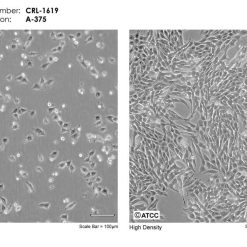 خرید رده سلولی A375
