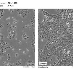 خرید رده سلولی A431