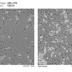 خرید رده سلولی C2C12