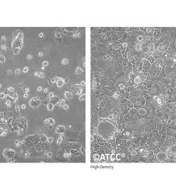 خرید رده سلولی Caco2