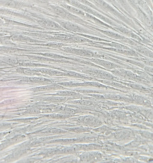 قیمت رده سلولی HGF-1