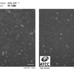 Alternative view of رده سلولی HT-1080