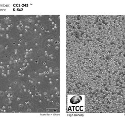 فروش رده سلولی k-562