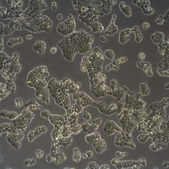 فروش رده سلولی KB