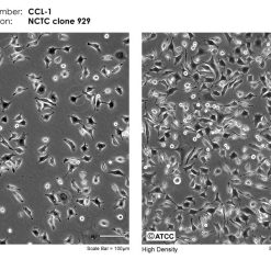 Alternative view of رده سلولی L-929
