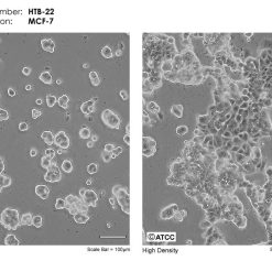فروش رده سلولی mcf-7