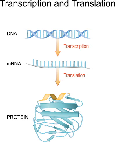 DNA
RNA
پروتئین ها