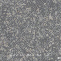 خرید رده سلولی L-Cell