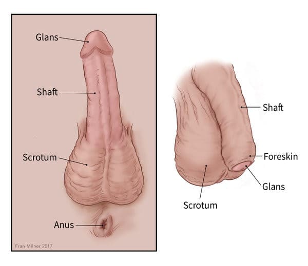 در مورد آلت تناسلی (penis)