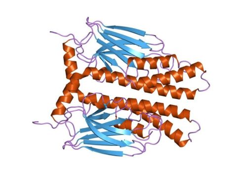 پروتئین HSP70