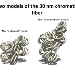 ساختار 3 بعدی کروماتین