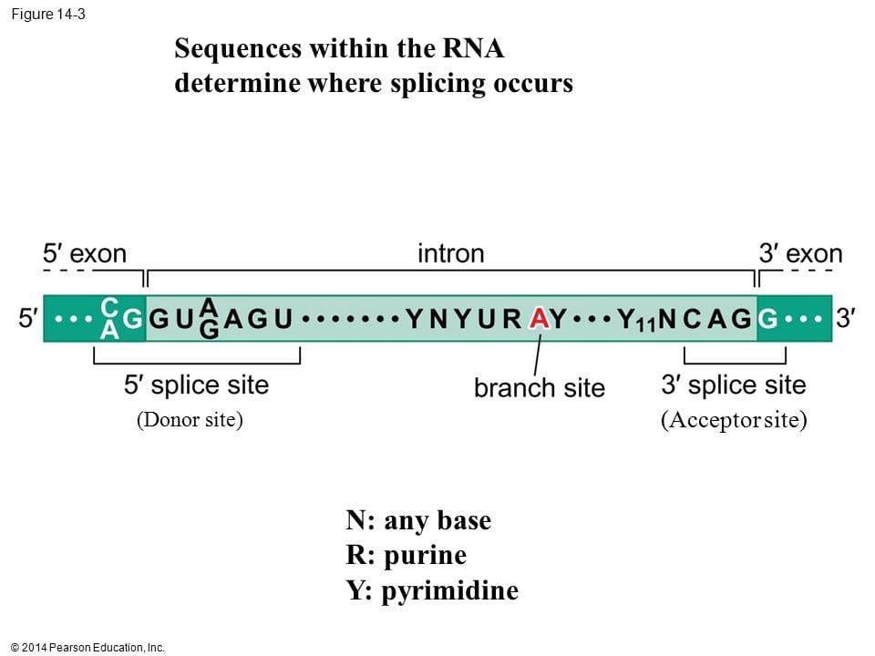 اسپلایس سایت ها