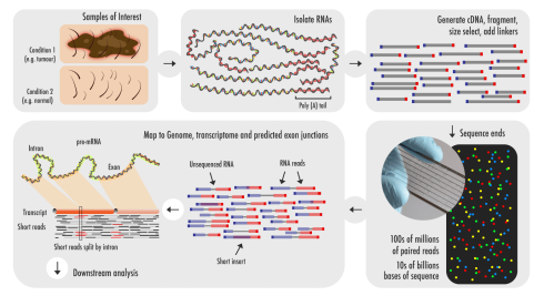 RNA-sequencing چیست؟
