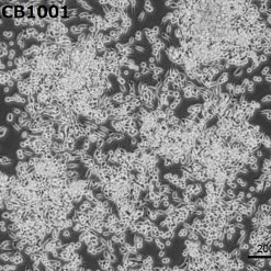 خرید رده سلولی mkn-45