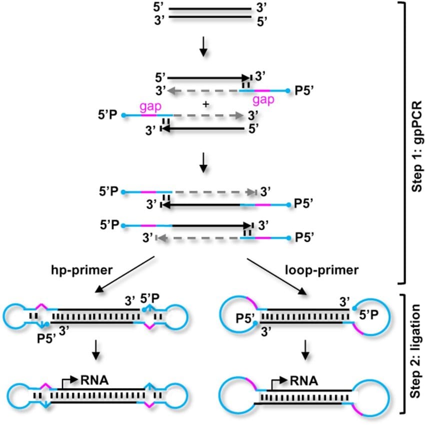Gap-PCR چیست؟ آشنایی کامل با تکنیک Gap-PCR