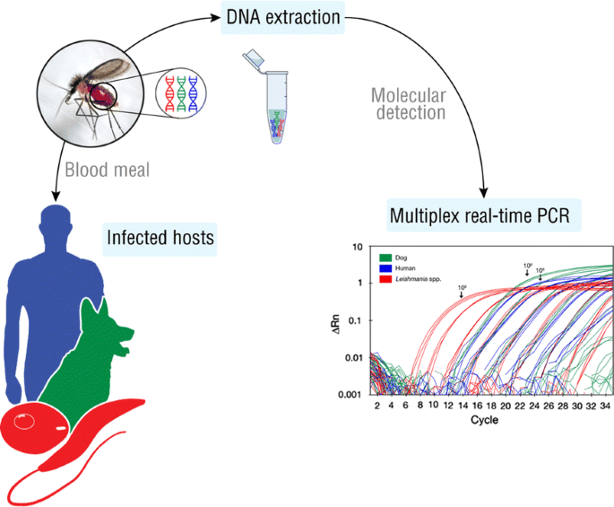 Real-time PCR در تشخیص بیماری