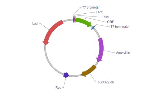 سیستم بیانی pET، انواع وکتورها و انتخاب آنها