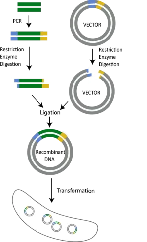 شبیه سازی مبتنی بر آنزیم محدود کننده