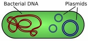 پلاسمید و dna باکتری