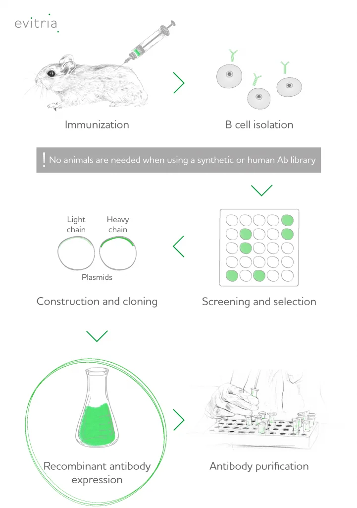 چگونه پروتئین ها به پروتئین های نوترکیب تبدیل می شوند؟